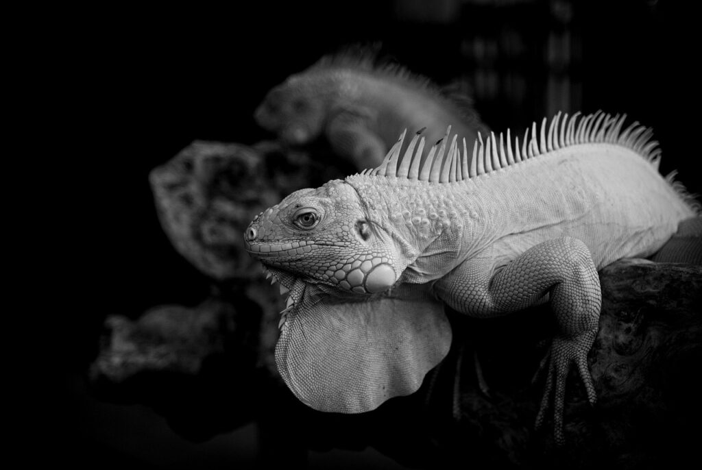 メンタルリープ中に赤ちゃんが泣き止まない理由とは？