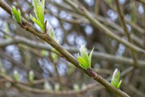 ギャン泣きの原因とその対処法は？