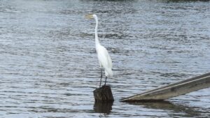 夜泣きはいつから始まり、いつまで続くのが一般的ですか？