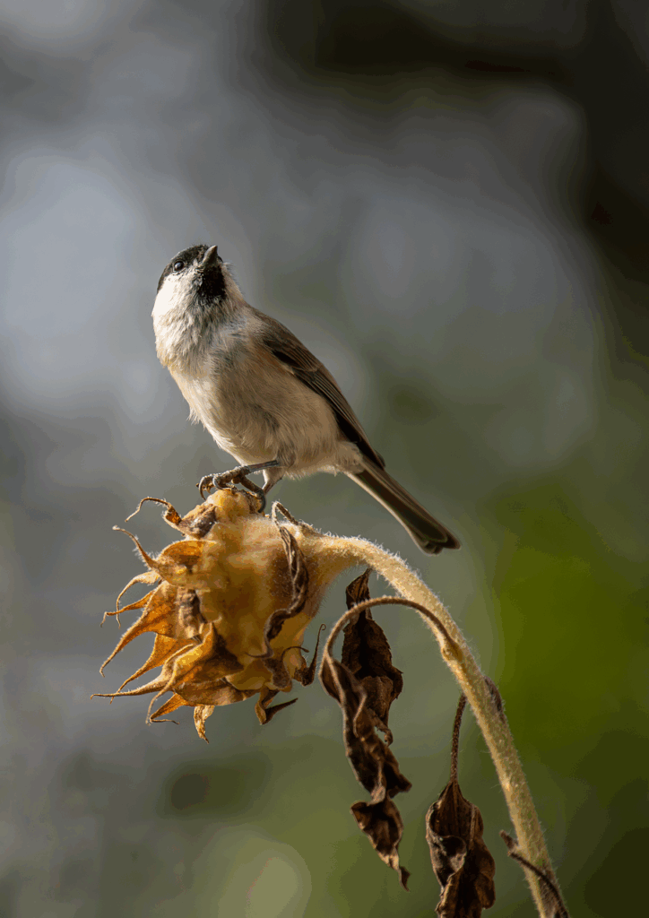 赤ちゃんが泣き止むツボを押すマッサージ方法は？