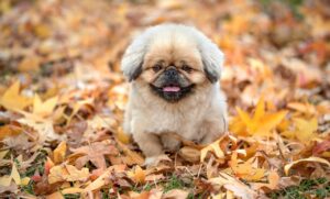 バウンサーで赤ちゃんが泣く理由とその対処法は？